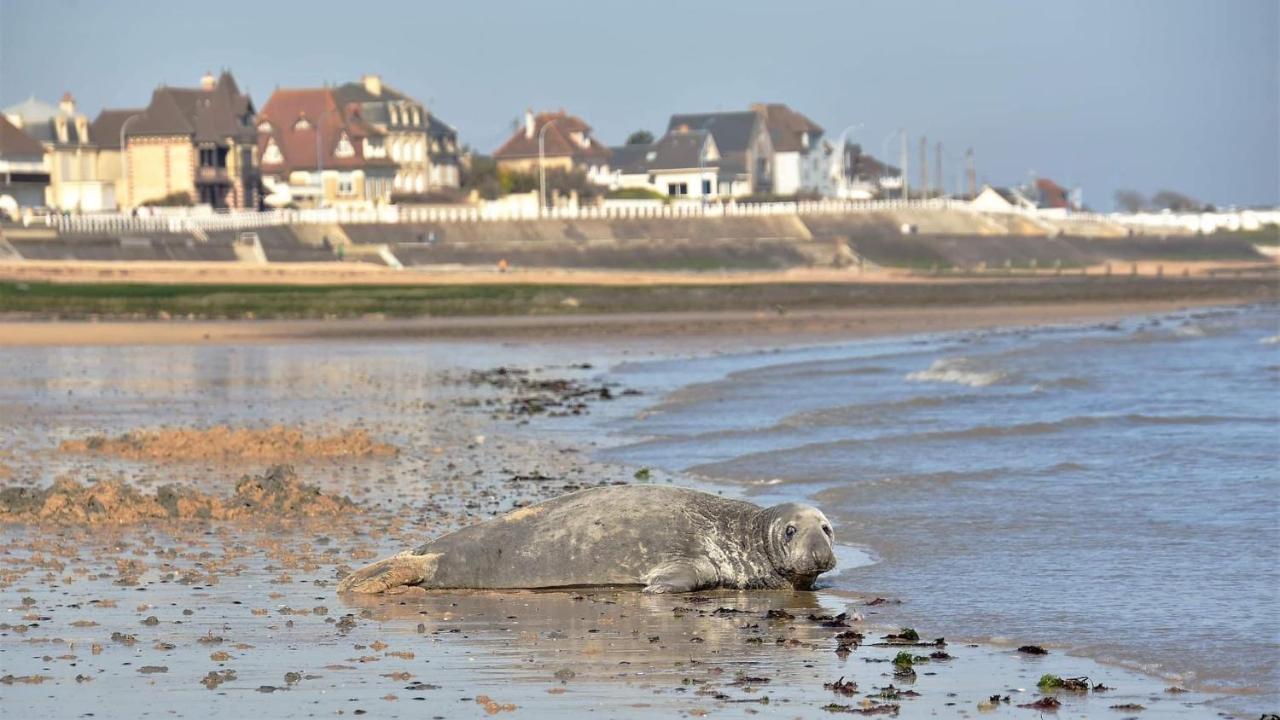 L'Appart' Du Bord De Mer 150M De La Plage 滨海利翁 外观 照片
